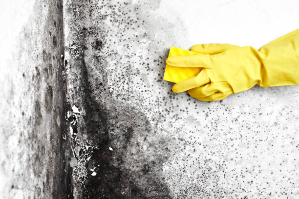Environmental Consulting for Mold Prevention in Eden, NC
